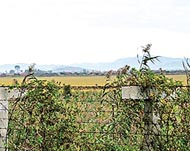 黃金坪島實與中方只隔着一道鐵絲網，鴨綠江成了北韓內河。